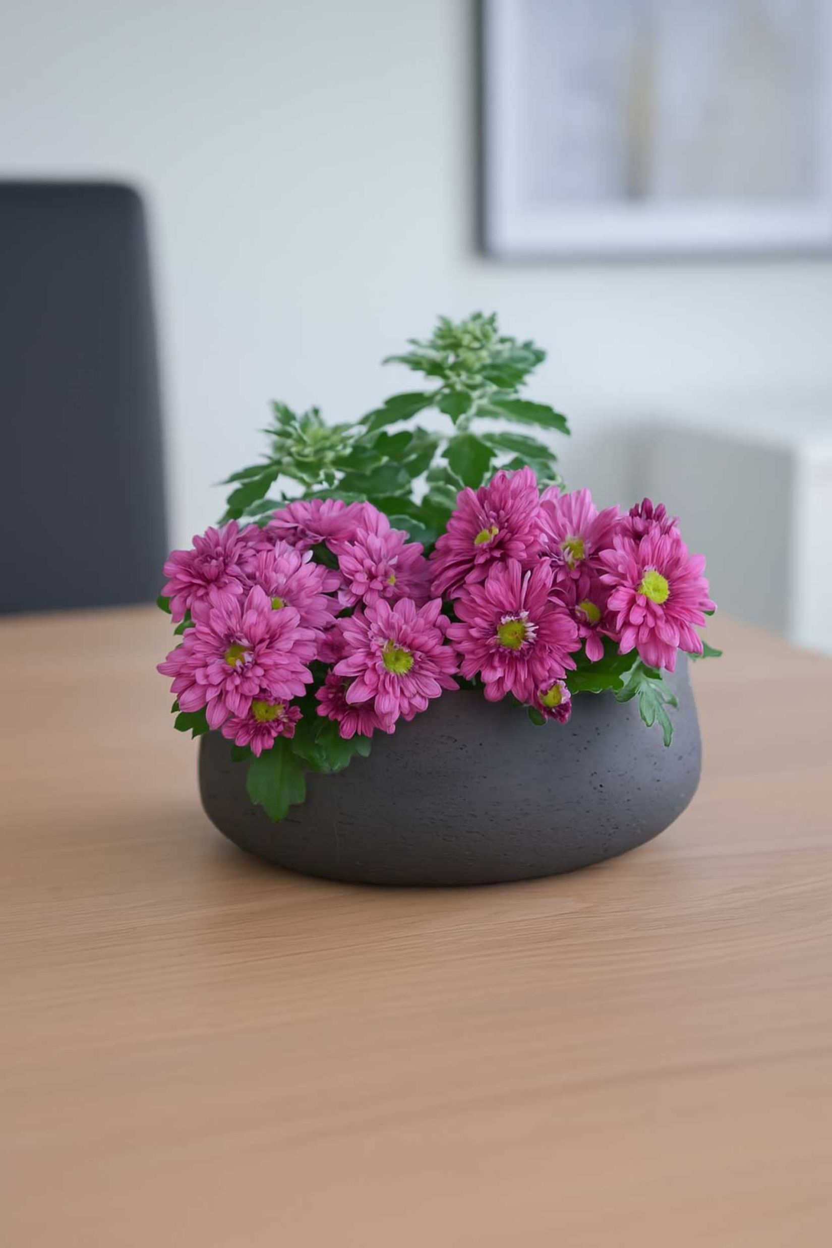 Pflanzschale Dekoschale PERA Fiberglas Grau Pflanzschale Dekoschale PERA Fiberglas Grau