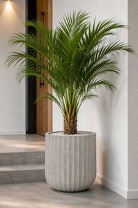 Blumentopf CHICO ARC Fiberglas 40x40 cm Grau Blumentopf CHICO ARC Fiberglas 40x40 cm Grau