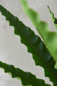 Farn Nestfarn Kunstpflanze Kunstfarn Topfpflanze ASPLENA mit Topf