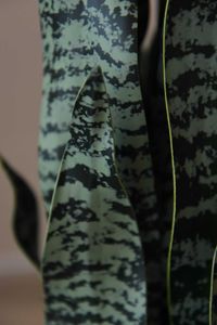 Kunstpflanze Bogenhanf Sanseviera künstlich SANSI