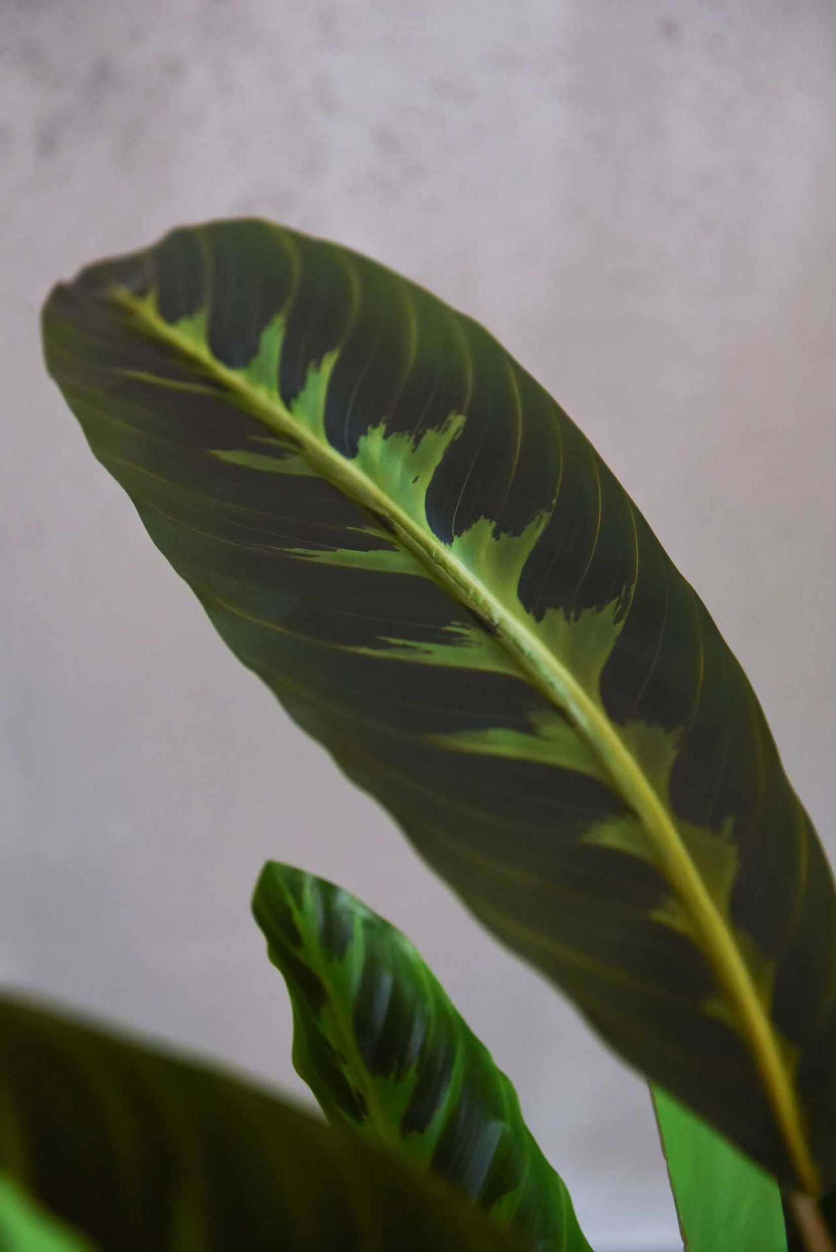 Kunstpflanze künstliche Blattpflanze im Topf Kunststoff NICOLA Kunstpflanze künstliche Blattpflanze im Topf Kunststoff NICOLA