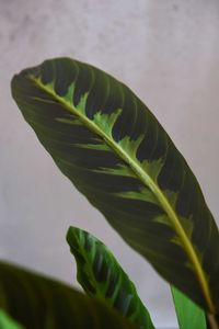 Kunstpflanze künstliche Blattpflanze im Topf Kunststoff NICOLA Kunstpflanze künstliche Blattpflanze im Topf Kunststoff NICOLA