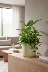 Blumentopf Pflanzkübel Fiberglas VEKRA Vesuvcreme