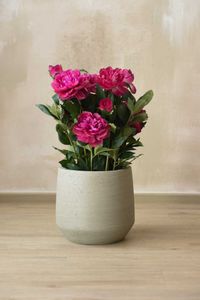 Pflanzkübel Blumentopf Fiberzement SASSO Dünenbeige