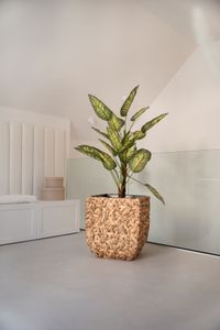 Kunstpflanze Dieffenbachia im grauen Dekotopf FRONDA