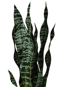 Kunstpflanze Bogenhanf Sanseviera künstlich SANSI