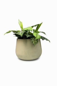 Blumentopf Pflanztopf Fiberglas GIRAR Vesuvcreme