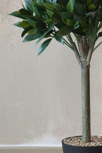 Kunstpflanze Lorbeer Baum im Topf LAURUS