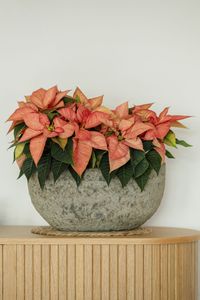 Pflanzschale Blumentopf Fiberzement BAJEL Erdgrau