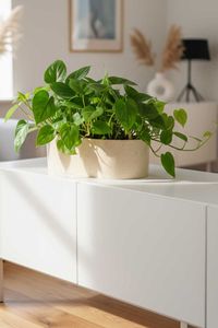 Pflanzschale Dekoschale Fiberglas SOLENA Arbanecreme