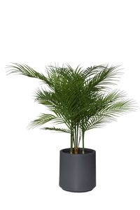 Kunstpflanze im anthrazitfarbenen Topf Kunststoff AREKA