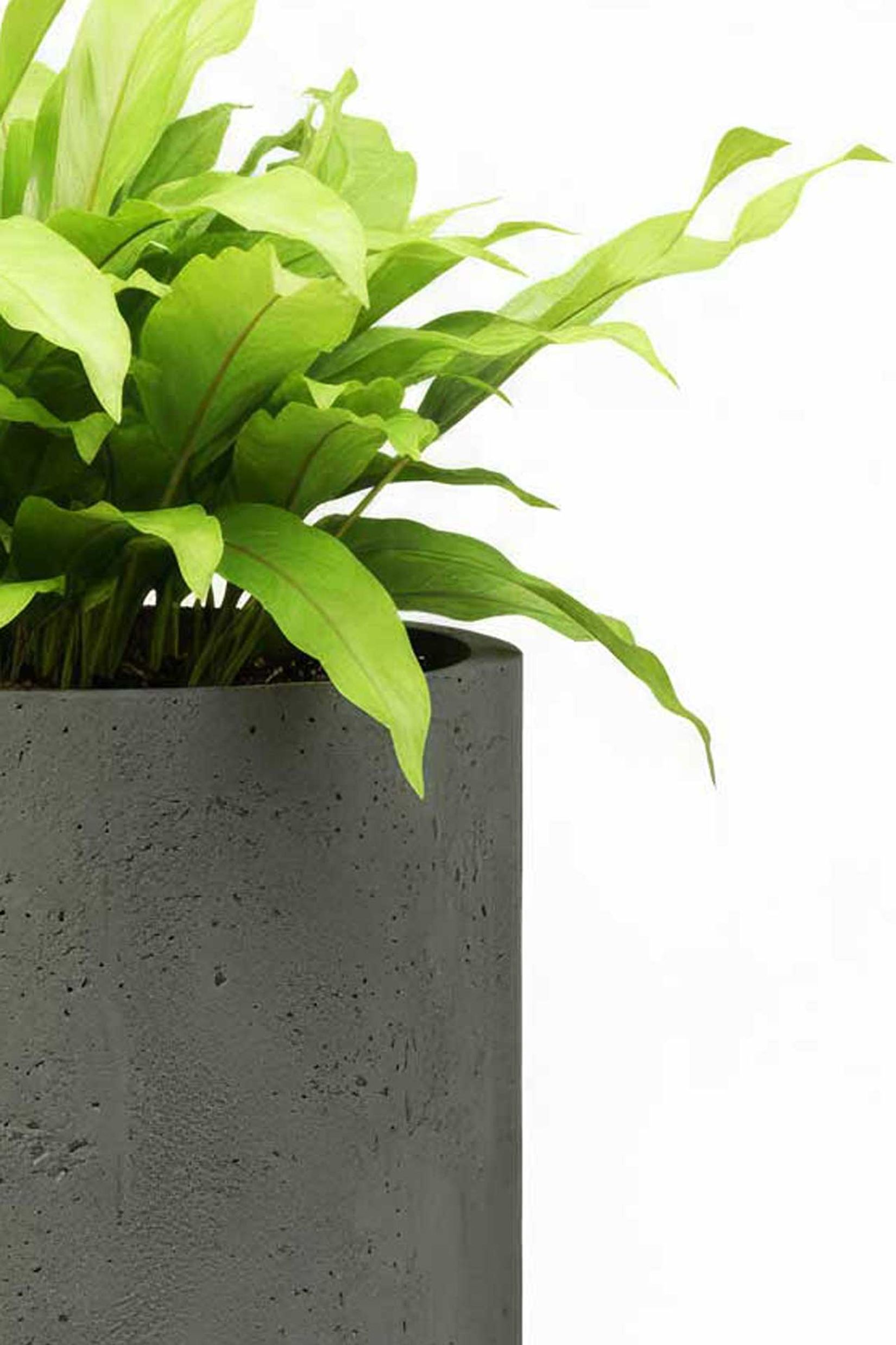 Blumentopf Pflanztopf Fiberglas CHICO Vesuvgrau Blumentopf Pflanztopf Fiberglas CHICO Vesuvgrau