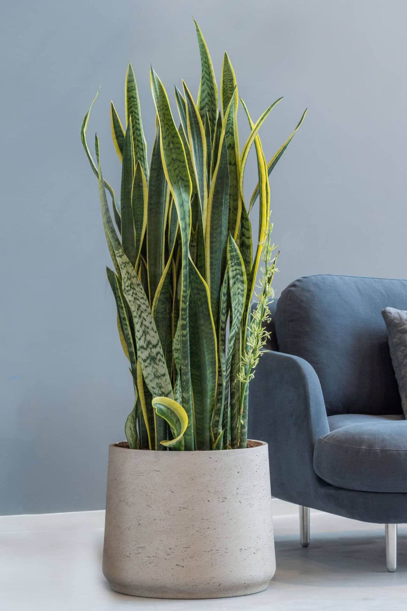 Blumentopf Pflanztopf Fiberglas TROPICO Creme