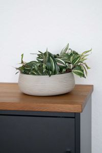 Pflanzschale Dekoschale PERA rund Fiberglas Creme Pflanzschale Dekoschale PERA rund Fiberglas Creme