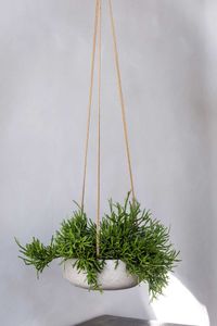 Pflanzschale Dekoschale PERA rund Fiberglas Creme Pflanzschale Dekoschale PERA rund Fiberglas Creme