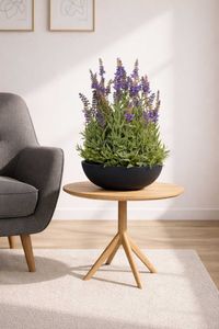 Lavendel in Pflanzschale künstlich Kunstpflanze LAVANDULA