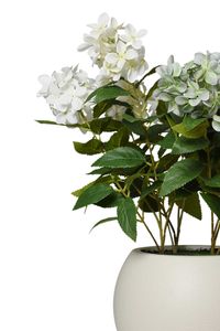 Kunstpflanze Hortensie im Topf Kunststoff HYDRANGA creme Kunstpflanze Hortensie im Topf Kunststoff HYDRANGA creme
