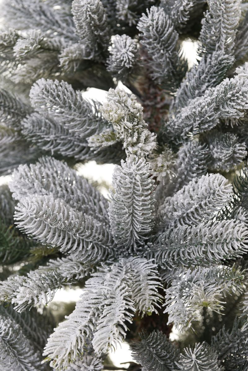 Künstlicher Weihnachtsbaum Nordmanntanne mit Schnee 150 VIVANNO