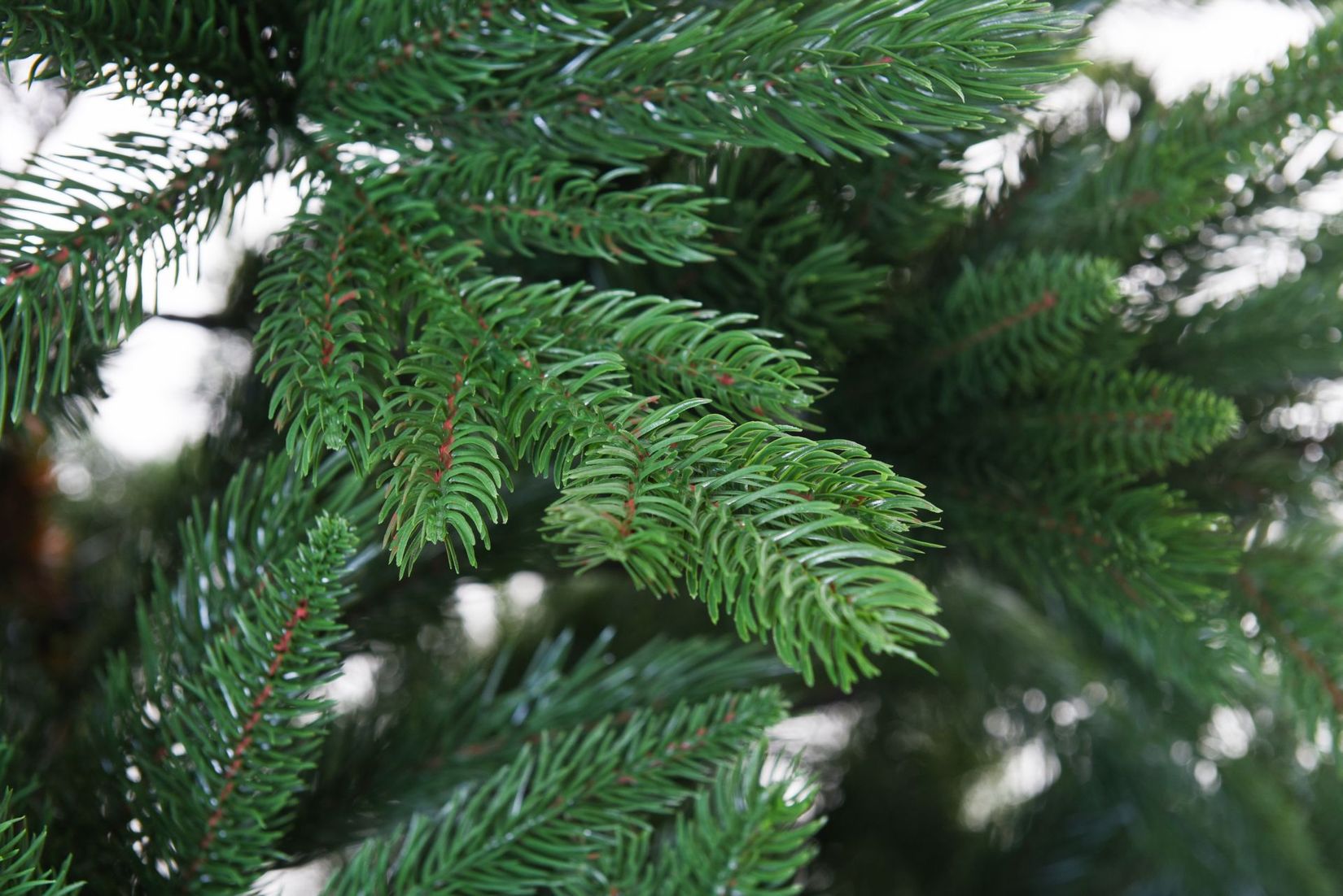 Künstlicher Weihnachtsbaum Premium Nordmanntanne, 270 cm hoch
