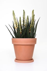 Kunstpflanze Aloe Vera mit Blüte im schwarzen Kunststofftopf LILLI 80 cm
