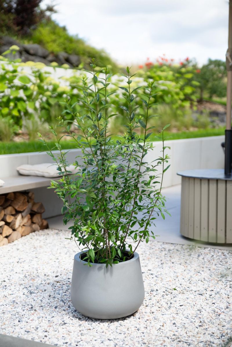 dekofiguren modern DESIGN Pinguin XXL, TOP! DEKO, DEKOFIGUR, GARTEN, <tc>wall rails</tc>color:Birch