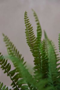 Kunstpflanze Farn im Dekotopf Kunststoff IRATZEA