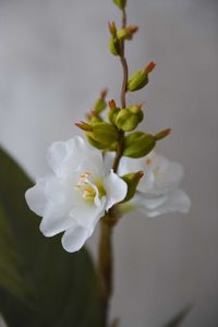Kunstpflanze Blumenrohr in cremefarbenem Dekotopf CANNA weiß
