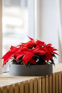 Pflanzschale Dekoschale rund CIRCULO Fiberglas Grau