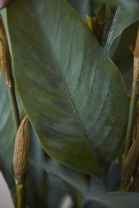 Kunstpflanze Blumenrohr in cremefarbenem Dekotopf CANNA rosa