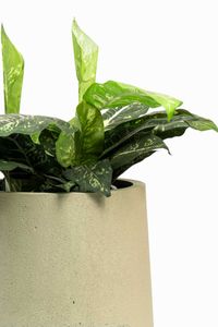 Blumentopf Pflanzkübel Fiberglas VEKRA Vesuvcreme