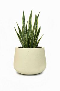 Blumentopf Pflanztopf Fiberglas GIRAR Vesuvcreme