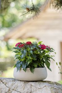 Pflanzschale Dekoschale PERA rund Fiberglas Creme