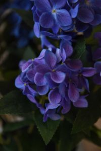 Kunstpflanze Hortensie im Topf Kunststoff HYDRANGA blau