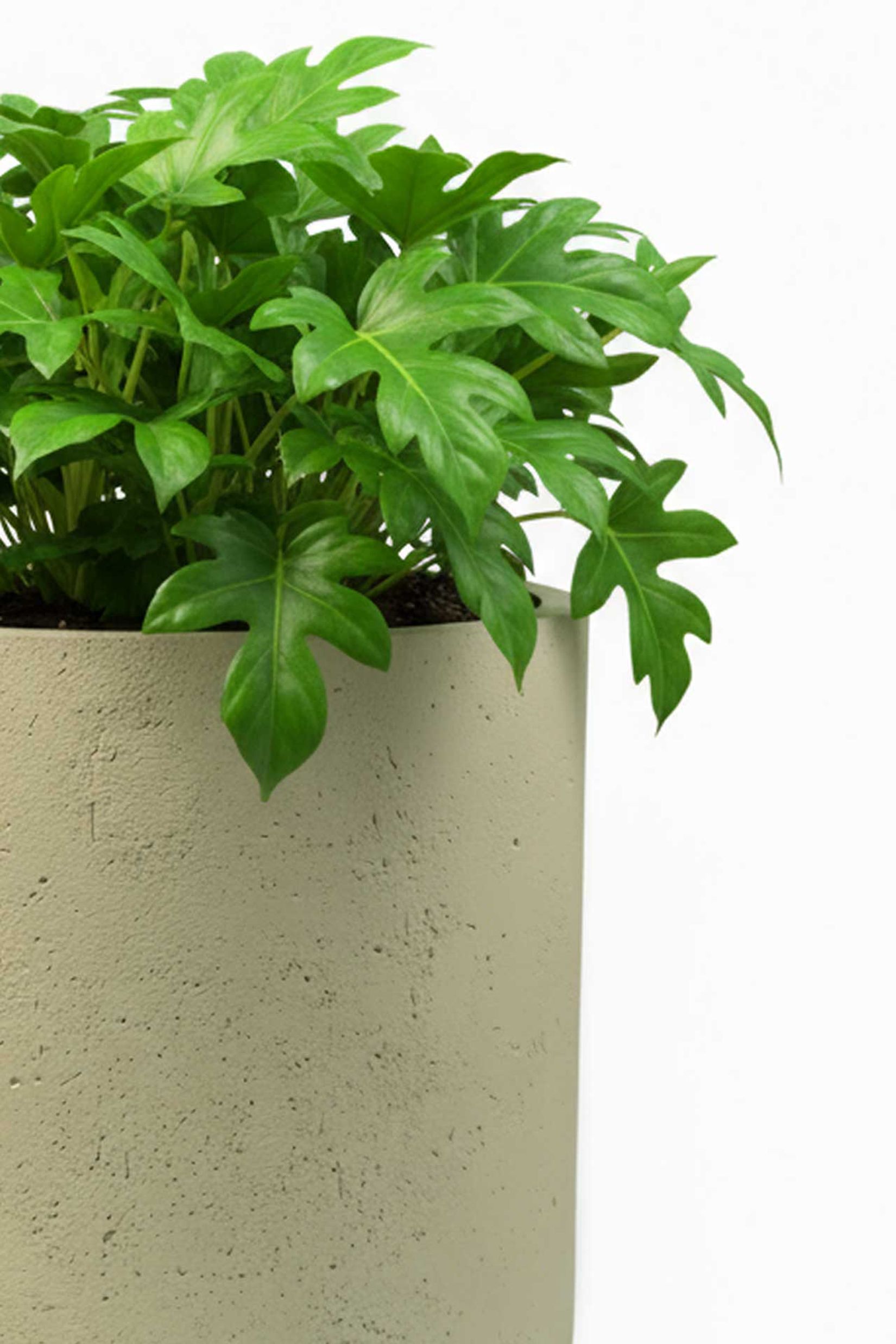 Blumentopf Pflanztopf Fiberglas CHICO Vesuvcreme Blumentopf Pflanztopf Fiberglas CHICO Vesuvcreme