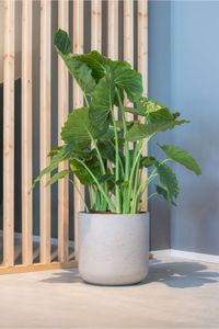 Blumentopf Pflanztopf Fiberglas CHICO Creme