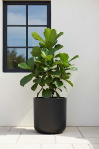 Blumentopf Pflanztopf Fiberglas CHICO Anthrazit