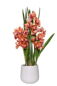 Kunstpflanze Orchidee Cymbidium im cremefarbenen Dekotopf ORCHIDEA orange