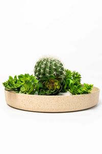 Pflanzschale Dekoschale Fiberglas ORYVEN Arbanecreme