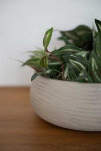 Pflanzschale Dekoschale PERA rund Fiberglas Creme Pflanzschale Dekoschale PERA rund Fiberglas Creme