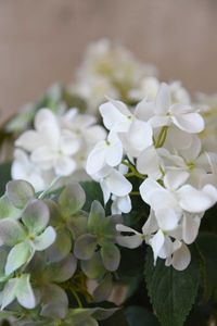 Kunstpflanze Hortensie im Topf Kunststoff HYDRANGA creme Kunstpflanze Hortensie im Topf Kunststoff HYDRANGA creme