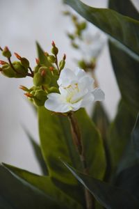 Kunstpflanze Blumenrohr in cremefarbenem Dekotopf CANNA weiß