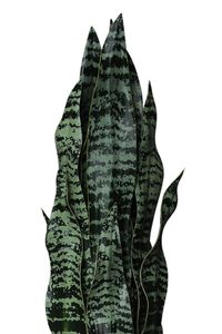 Kunstpflanze Bogenhanf Sanseviera künstlich SANSI