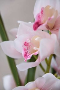 Kunstpflanze Orchidee Cymbidium im cremefarbenen Dekotopf ORCHIDEA rose