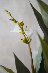 Kunstpflanze Blumenrohr in cremefarbenem Dekotopf CANNA weiß