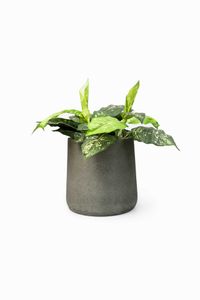 Blumentopf Pflanzkübel Fiberglas VEKRA Vesuvgrau