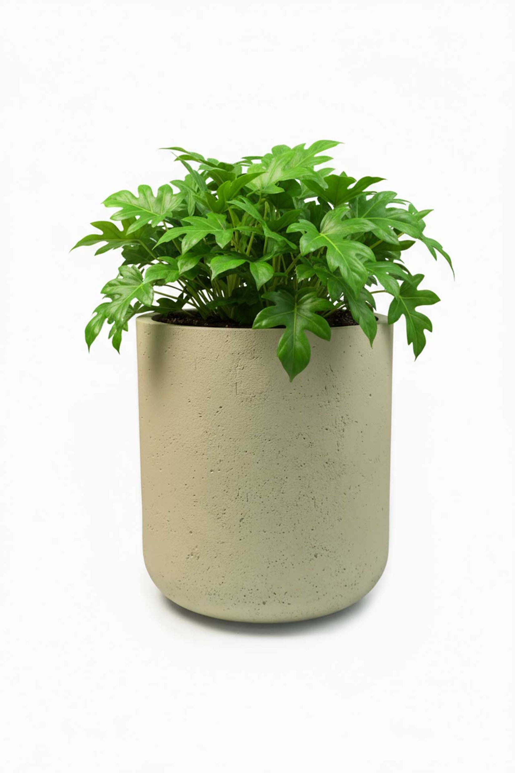 Blumentopf Pflanztopf Fiberglas CHICO Vesuvcreme Blumentopf Pflanztopf Fiberglas CHICO Vesuvcreme