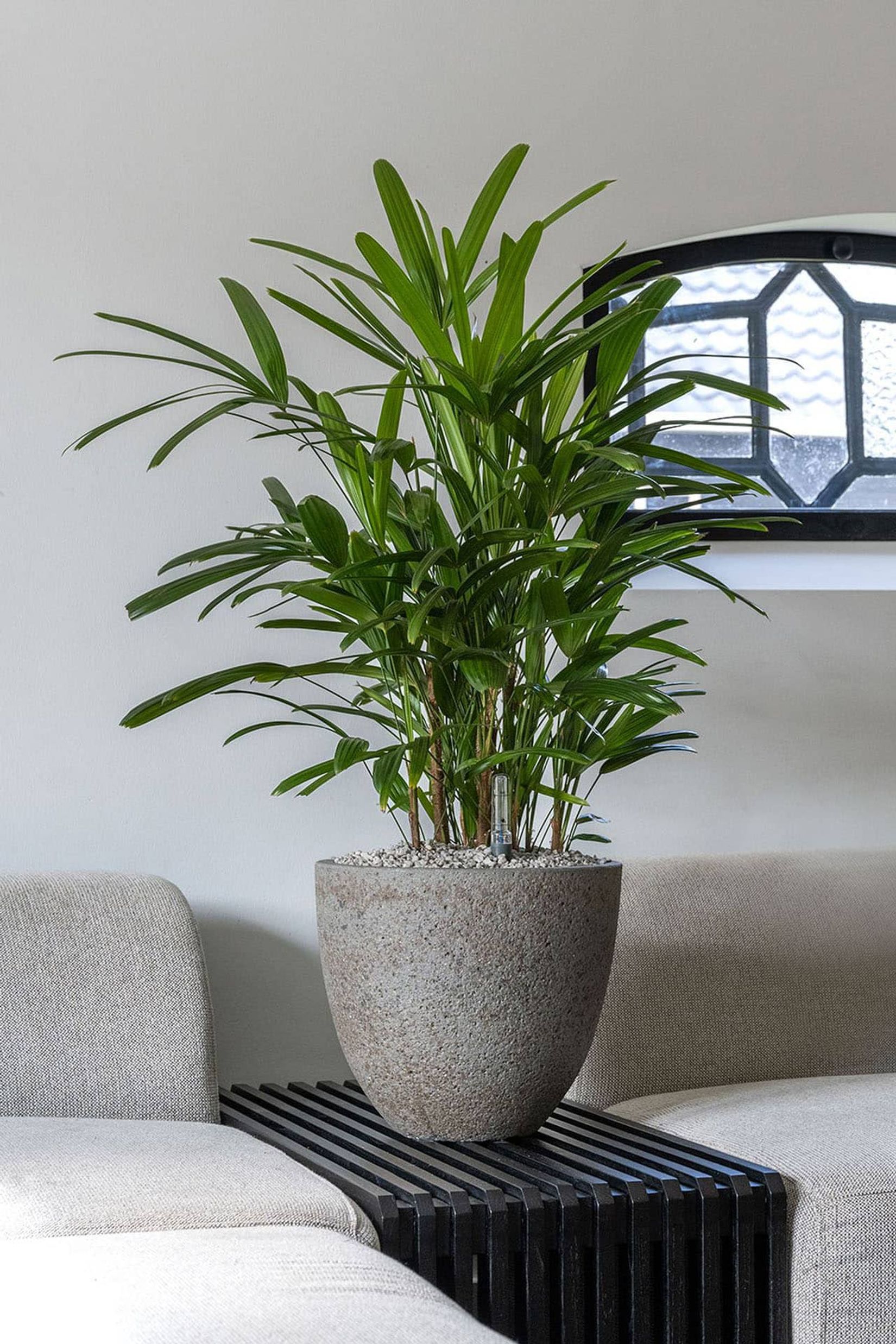 Pflanzkübel Blumentopf Fiberzement VIRINGO Erdgrau Pflanzkübel Blumentopf Fiberzement VIRINGO Erdgrau