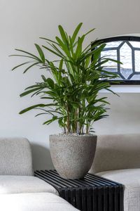 Pflanzkübel Blumentopf Fiberzement VIRINGO Erdgrau Pflanzkübel Blumentopf Fiberzement VIRINGO Erdgrau