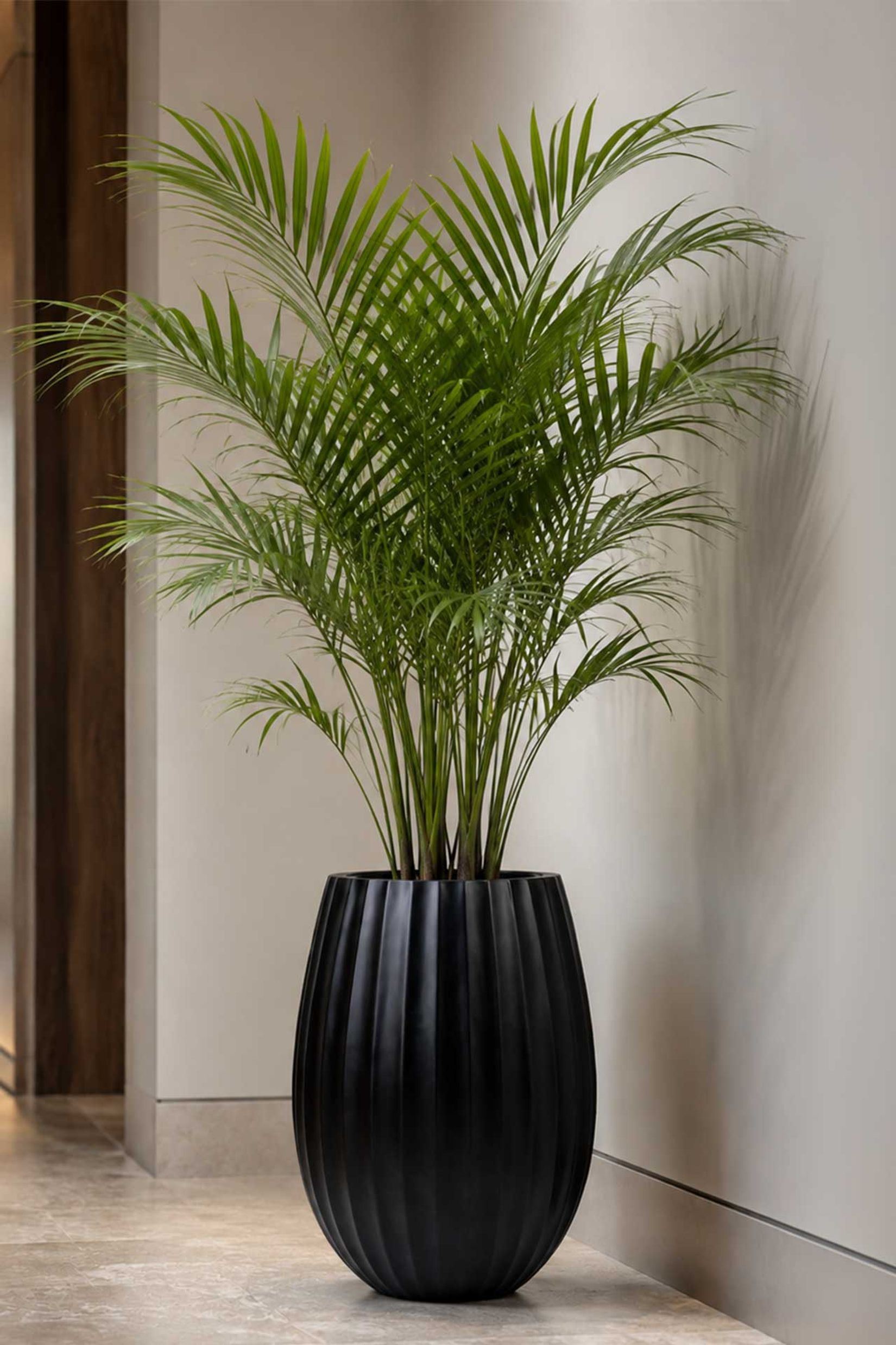 Blumentopf BALAO ARC Fiberglas 39x50 cm Schwarz Blumentopf BALAO ARC Fiberglas 39x50 cm Schwarz