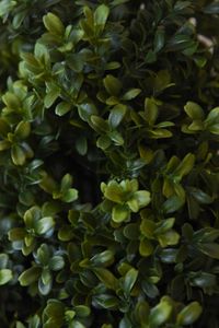 Kunstpflanze Buchsbaum im schwarzen Kunststofftopf BUXA